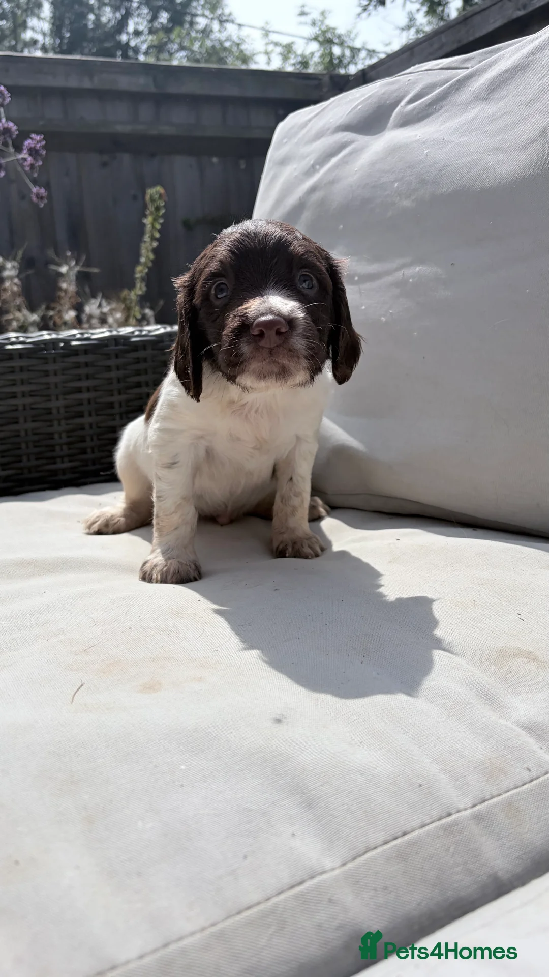English Springer Spaniel dogs for sale: 1 gorgeous boy left- Working Springer Spaniels  - Advert 13