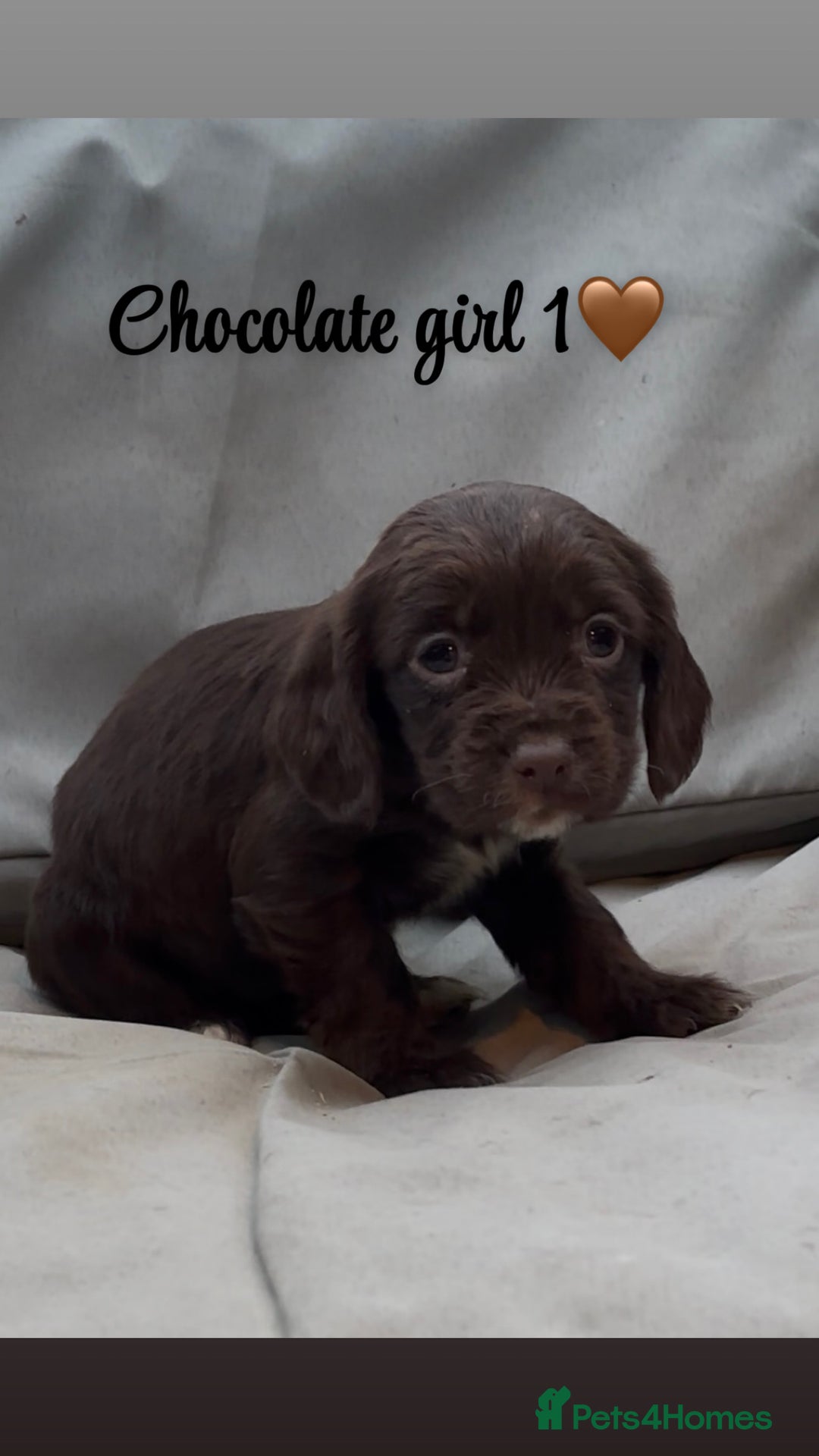 Cocker Spaniel dogs for sale: Cocker spaniel puppies for sale - Image 11