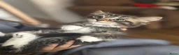 Mixed Breed cats for sale: 3 beautiful kittens for sale  - Advert 8