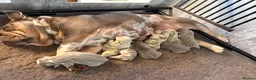 English Bulldog dogs for stud: Handsome, and now proven English Bulldog at stud - Advert 2
