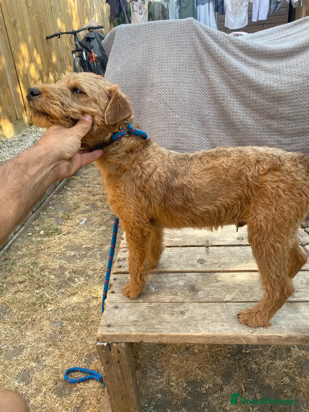 Lakeland Terrier dogs for sale: Male Lakeland terrier in Wantage - Advert 2
