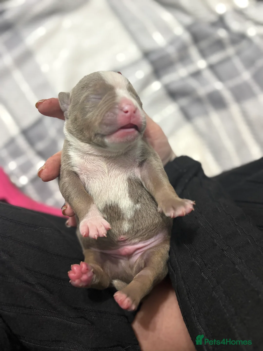 American Bully dogs for sale: Pocket bully’s  in Cradley Heath - Advert 22