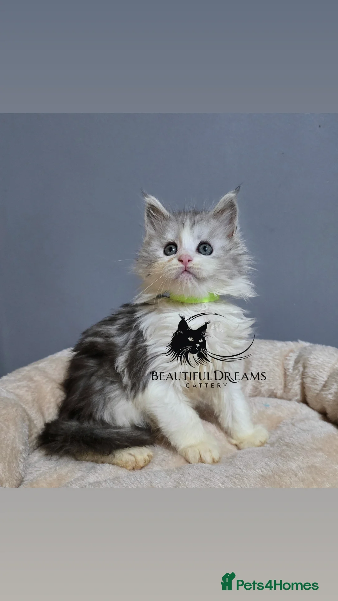 Maine Coon cats for sale: Polydactyl Kittens Maine Coon TICA - Advert 4
