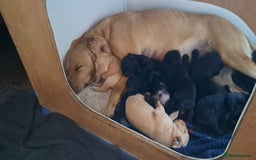 Cockerdor dogs for sale: Cockerdor Puppies looking for their forever homes. - Image 1
