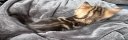 Bengal cats for sale: Bengal x Maine Coon Kittens - Advert 18