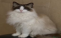 Ragdoll cats for adoption: Dexter tje rescue ragdoll needs a new home asap - Image 8