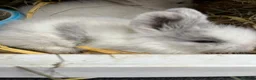 Lionhead rabbits for sale: Baby lionhead Rabbits  - Advert 9