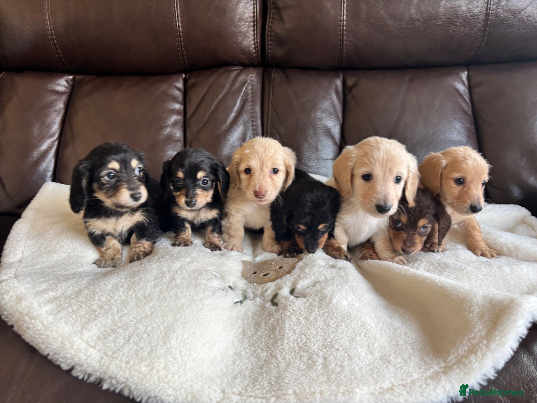 Miniature Dachshund dogs Ready in 1 week Long haired miniature Dachshund  - Advert 2