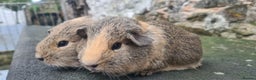 Guinea Pig rodents for sale: Pair of female guinea pigs  - Advert 6