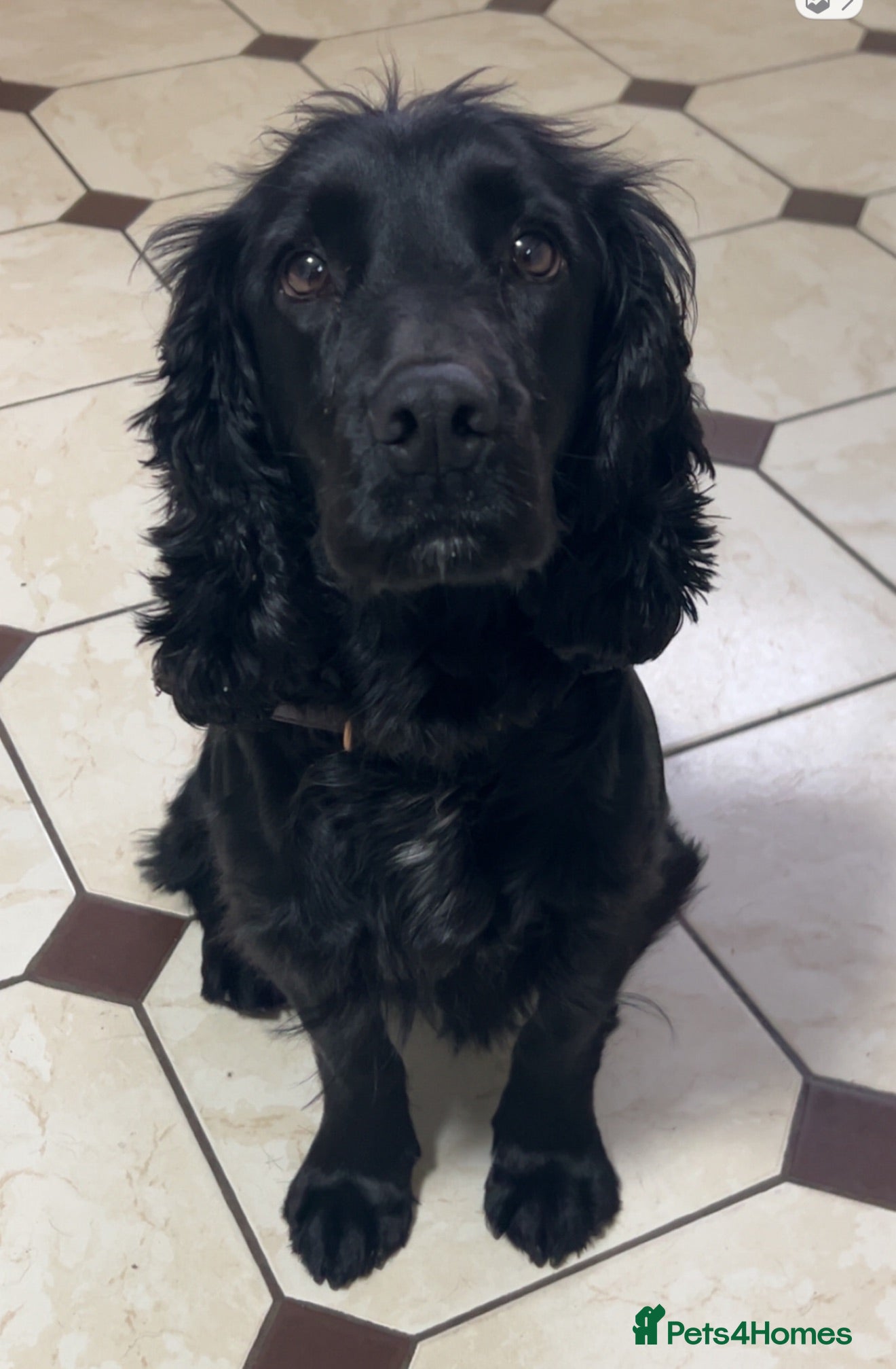 Mixed Breed dogs 12 stunning sprocker cross blue stuffy puppies  - Advert 3