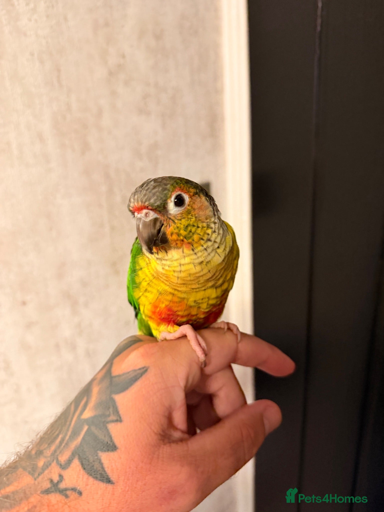 Conures birds Hand-reared Yellow sided Conure  - Advert 1