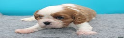 Cavalier King Charles Spaniel dogs for sale: Champion lines, heart/health tested, KC registered - Advert 14