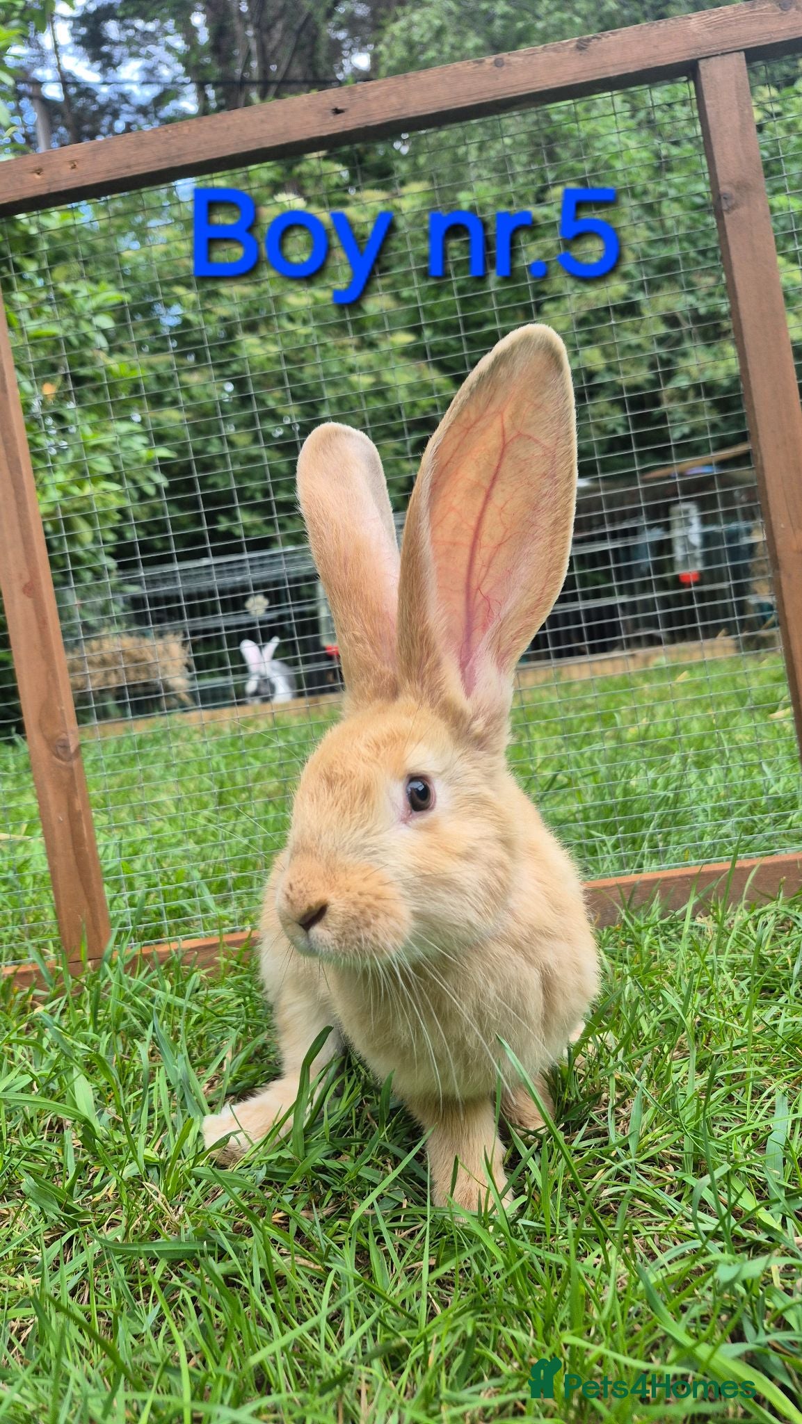 Continental Giant rabbits Pure Continental Giant Vaccinated  - Advert 1