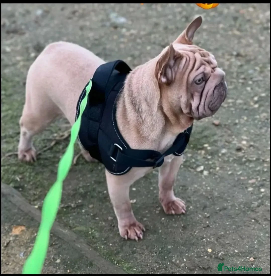 French Bulldog dogs for sale: Frenchie pumpkin in Dagenham - Advert 3