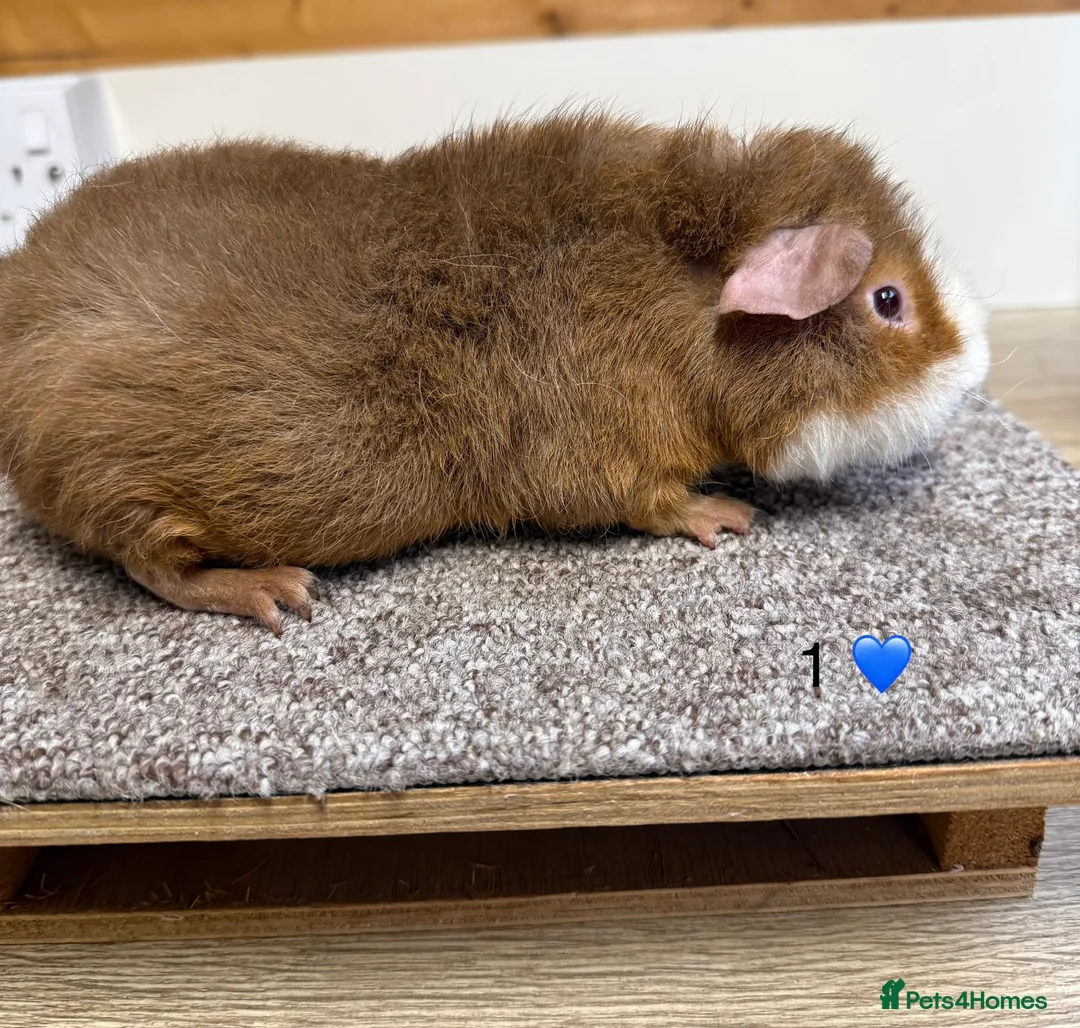 Guinea Pig rodents for sale: Teddy Boars  - Advert 1