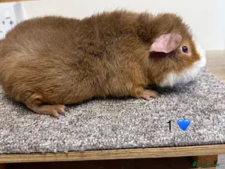 Guinea Pig rodents Teddy Boars - Advert 6