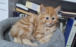 Turkish Angora cats for sale: Beautiful Fluffy Kittens Looking for Loving Homes - Image 10