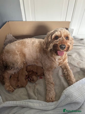 Cockapoo dogs - Advert 3