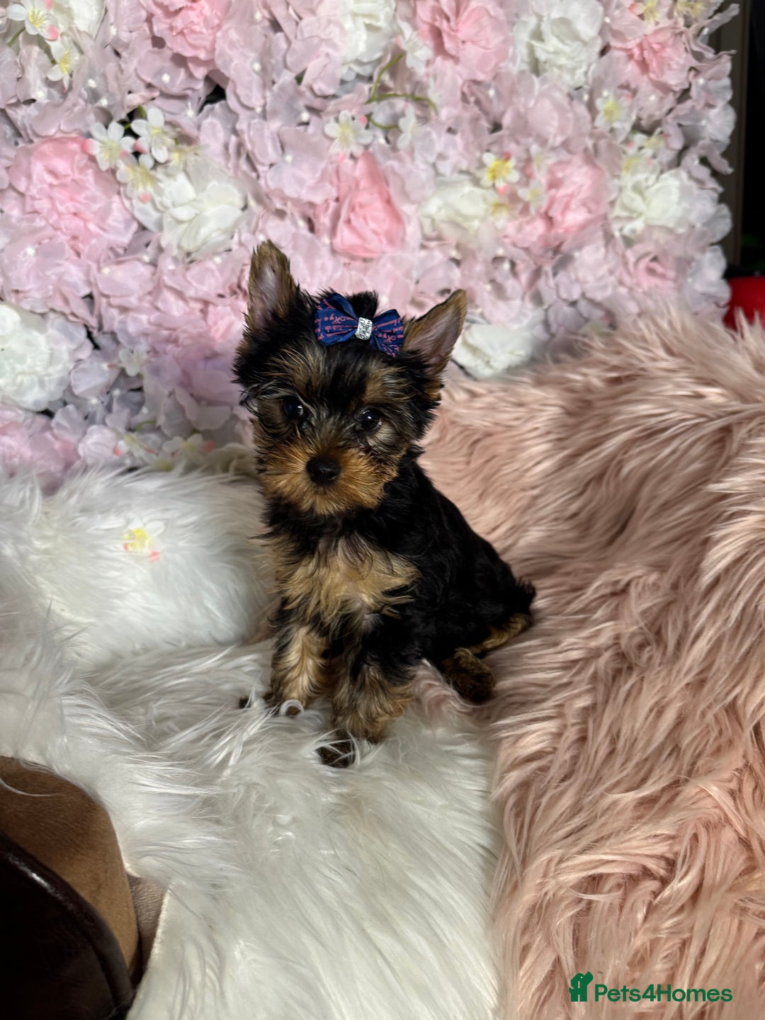 Yorkshire Terrier dogs for sale: ❗️BIG SALE THIS WEEKEND ❗️£2000 - £1500! in Johnstone - Image 13