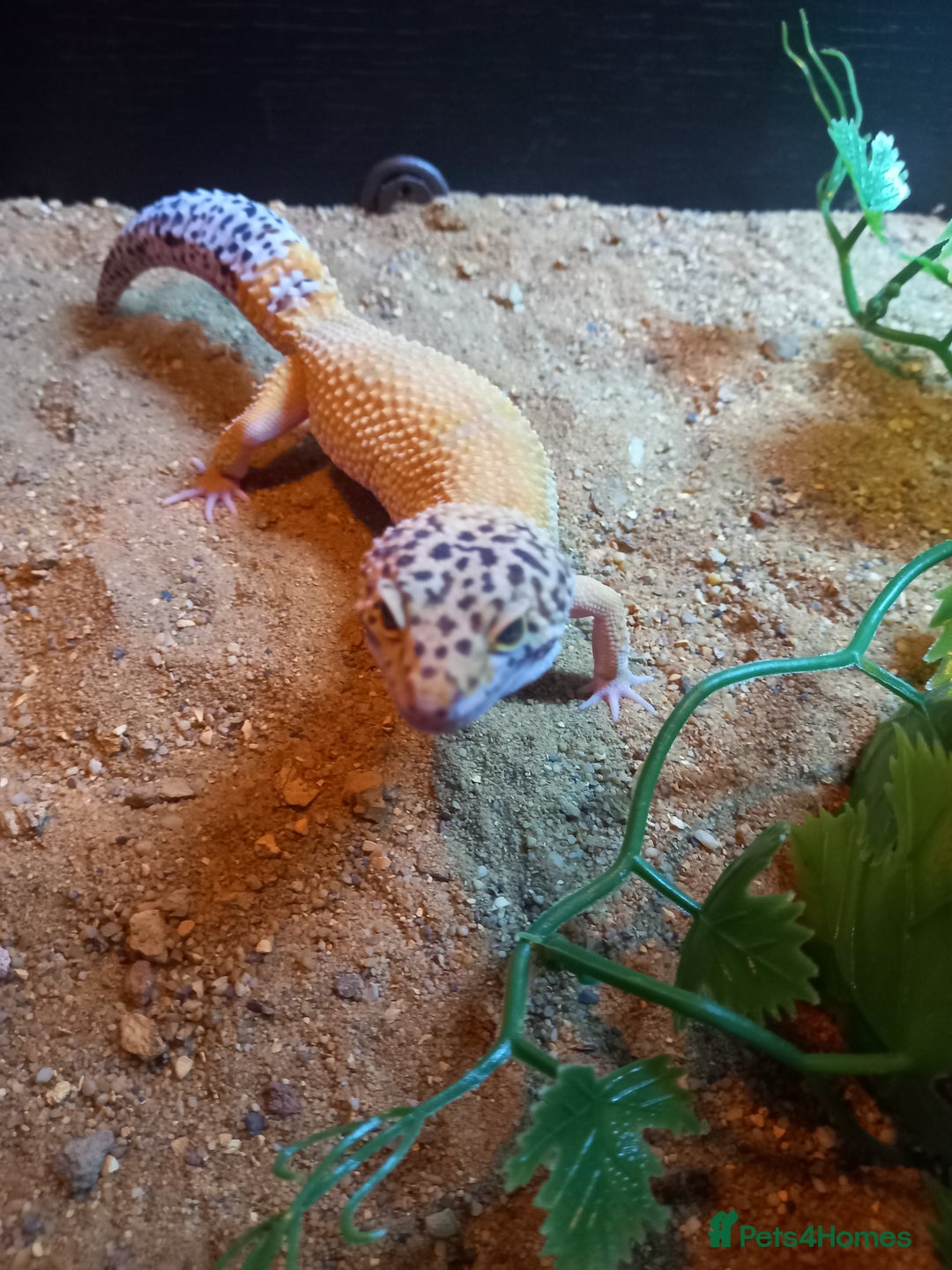 Gecko reptiles for sale: Leopard geckos for sale - Image 3