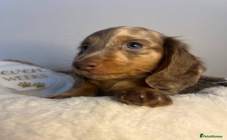 Miniature Dachshund dogs - Advert 15