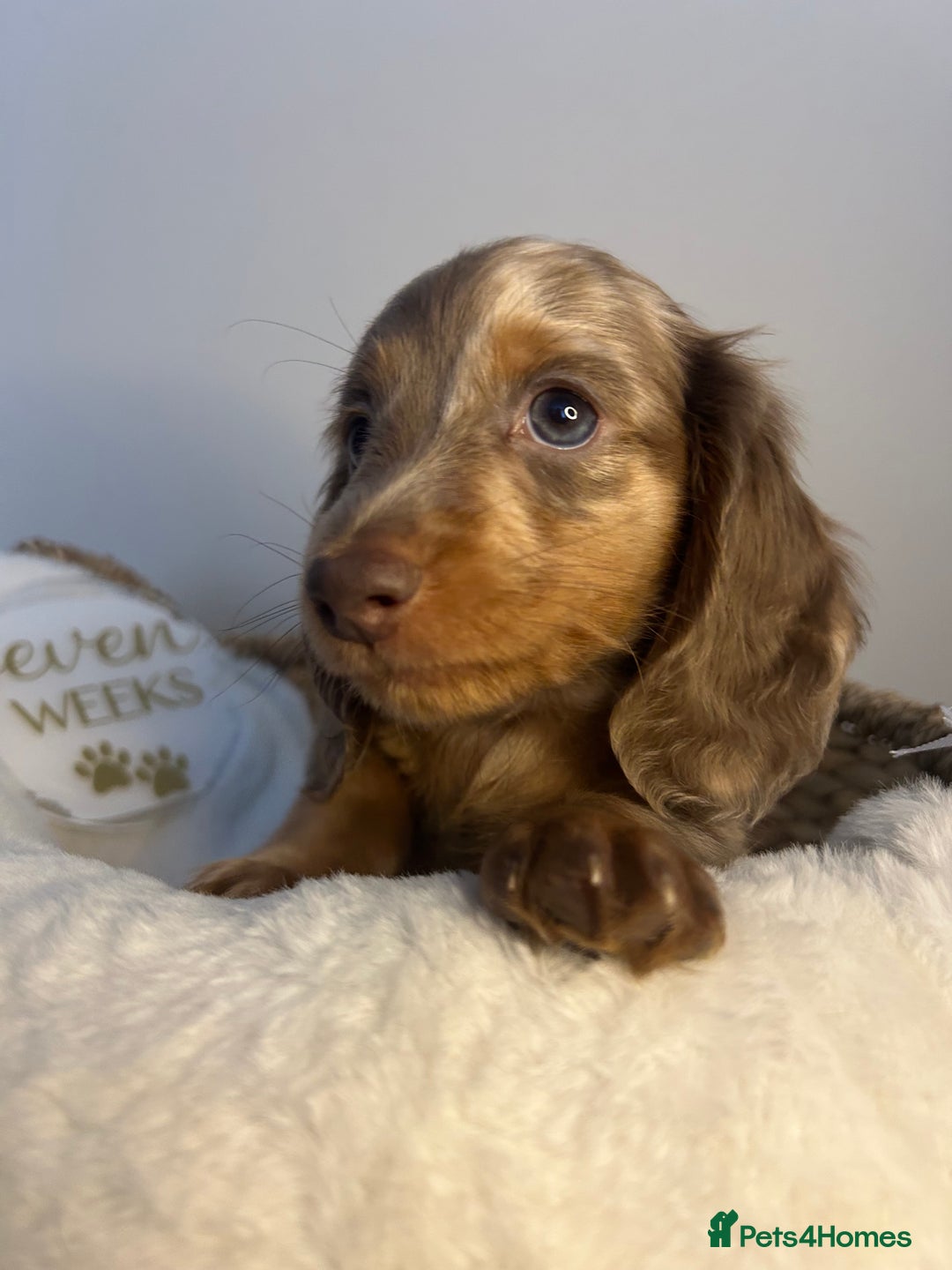 Miniature Dachshund dogs for sale: 🤍🐾 READY NEXT WEEK 🐾🤍 - Image 1