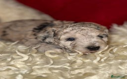 Toy Poodle dogs for sale: 🩷💜Stunning Toy Poodles For Sale 🩷💜 - Advert 6