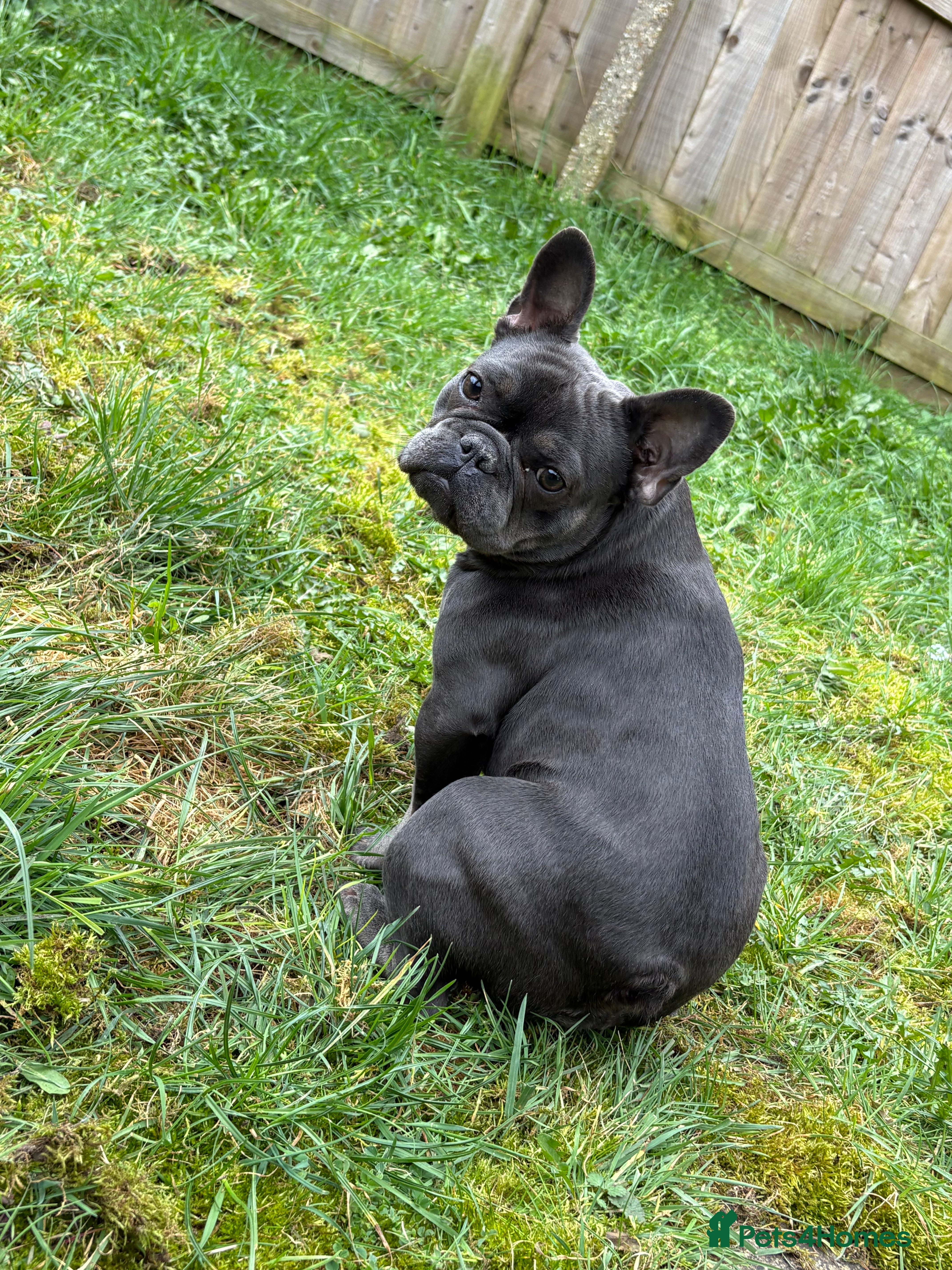 French Bulldog dogs Beautiful 14 month of French bulldog  - Advert 2