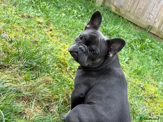 French Bulldog dogs Beautiful 14 month of French bulldog - Advert 2