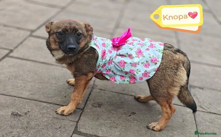 Mixed Breed dogs - Advert 3
