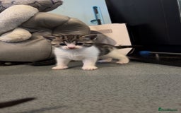 Domestic Shorthair cats for sale: 4 DSH kittens for sale - Image 9