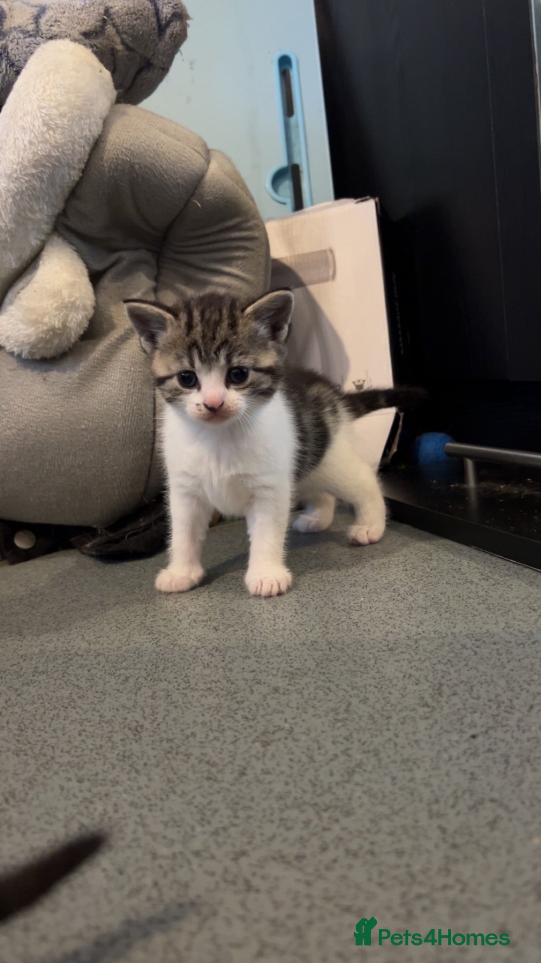 Domestic Shorthair cats for sale: 4 DSH kittens for sale - Image 9