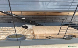 Guinea Pig rodents for sale: For Sale 2 Guinea Pigs With Cage and Accessories  - Image 7