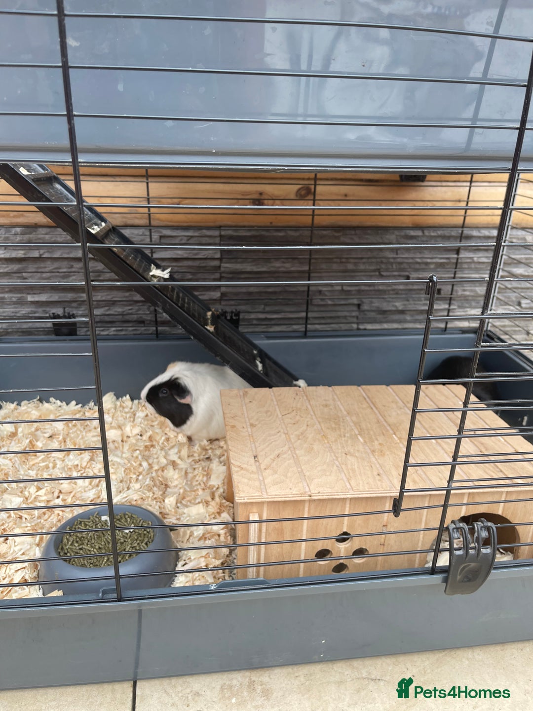 Guinea Pig rodents for sale: For Sale 2 Guinea Pigs With Cage and Accessories  - Image 7