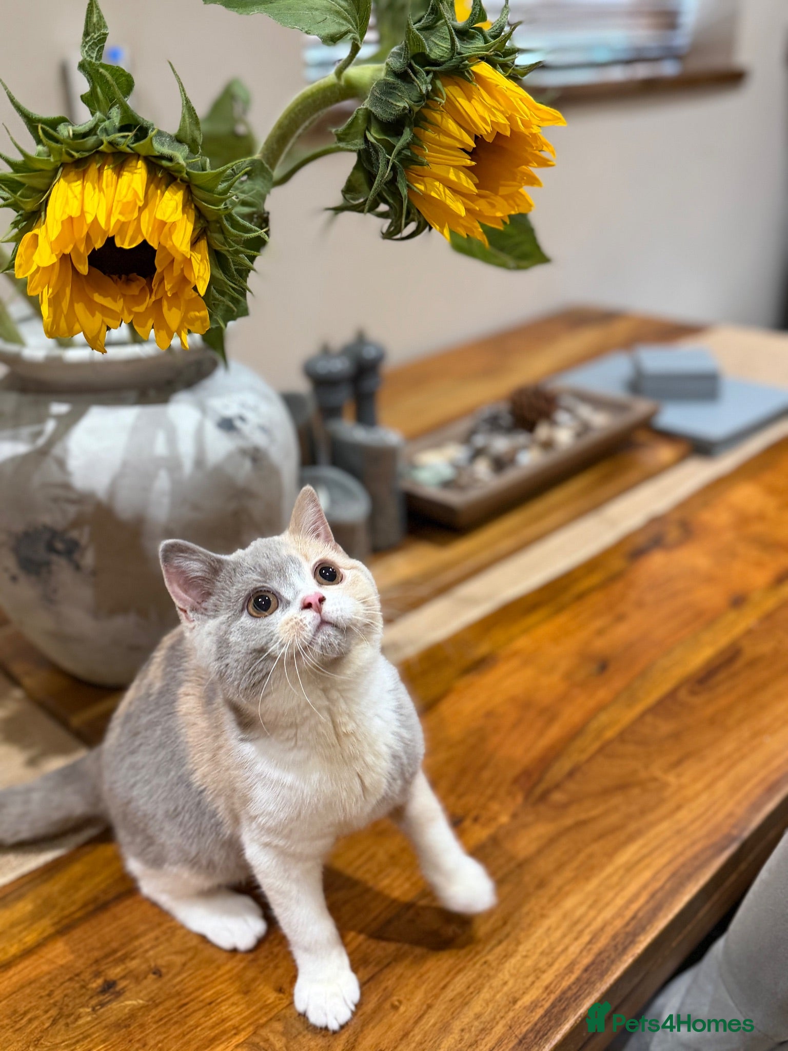 British Shorthair cats READY NEXT WEEK - FULL PEDIGREE REGISTERED BSH - Advert 2