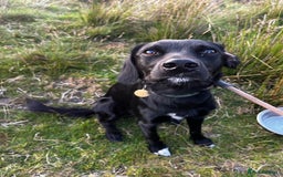 Mixed Breed dogs for sale: 1 year old cocker x collie male  - Image 3