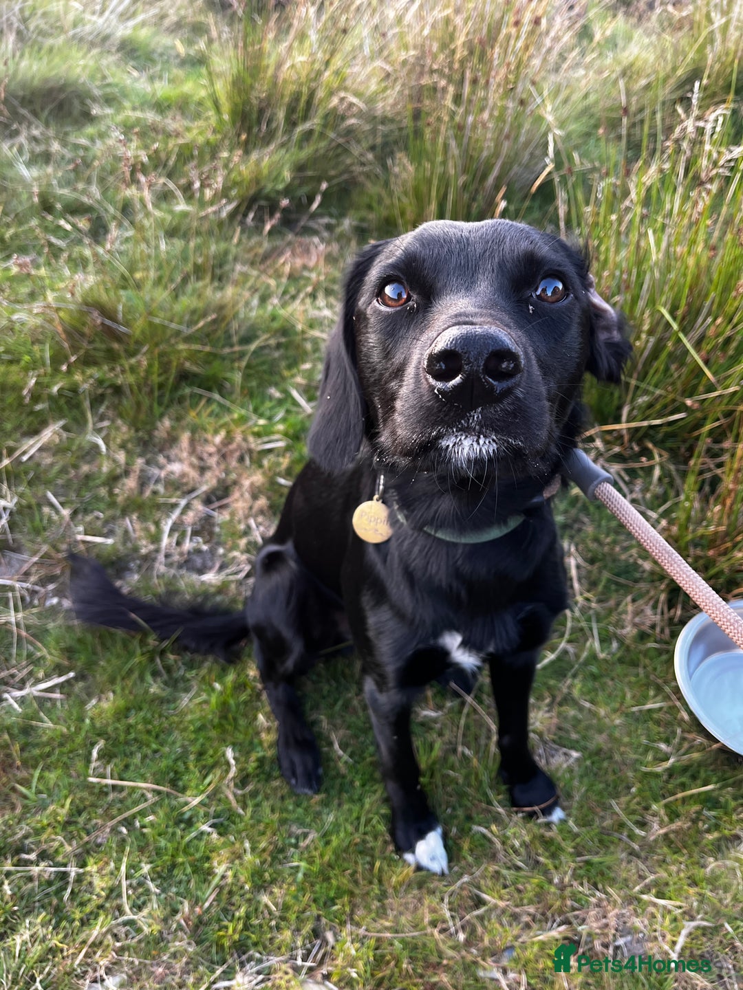 Mixed Breed dogs for sale: 1 year old cocker x collie male  - Image 3