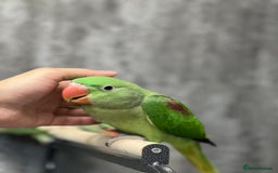 Parrots birds for sale: Alexandrine Parrot Chicks for Sale-Hand-Reared - Image 2