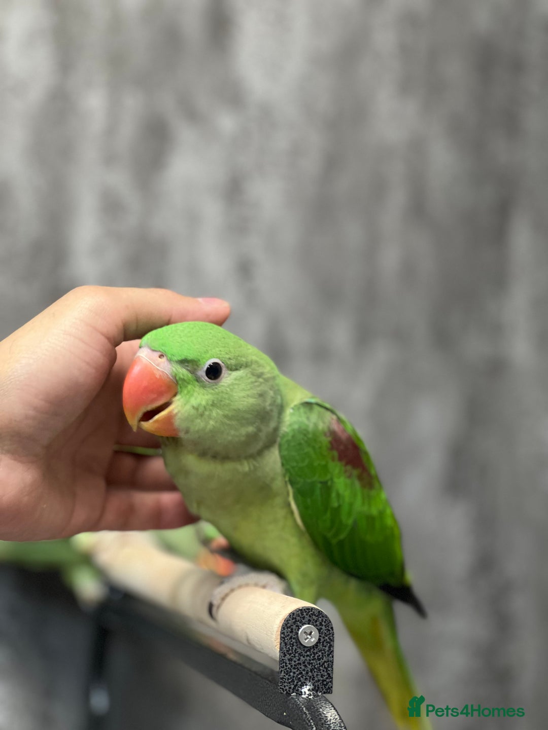 Parrots birds for sale: Alexandrine Parrot Chicks for Sale-Hand-Reared - Image 2