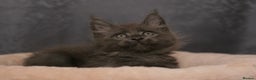 Maine Coon cats for sale: Mainecoon kittens TICA REGISTERED stunning - Advert 30