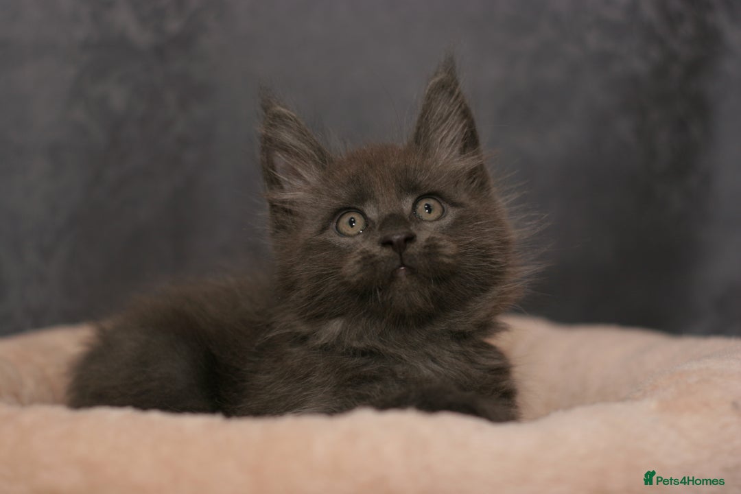 Maine Coon cats for sale: Mainecoon kittens TICA REGISTERED stunning - Advert 30