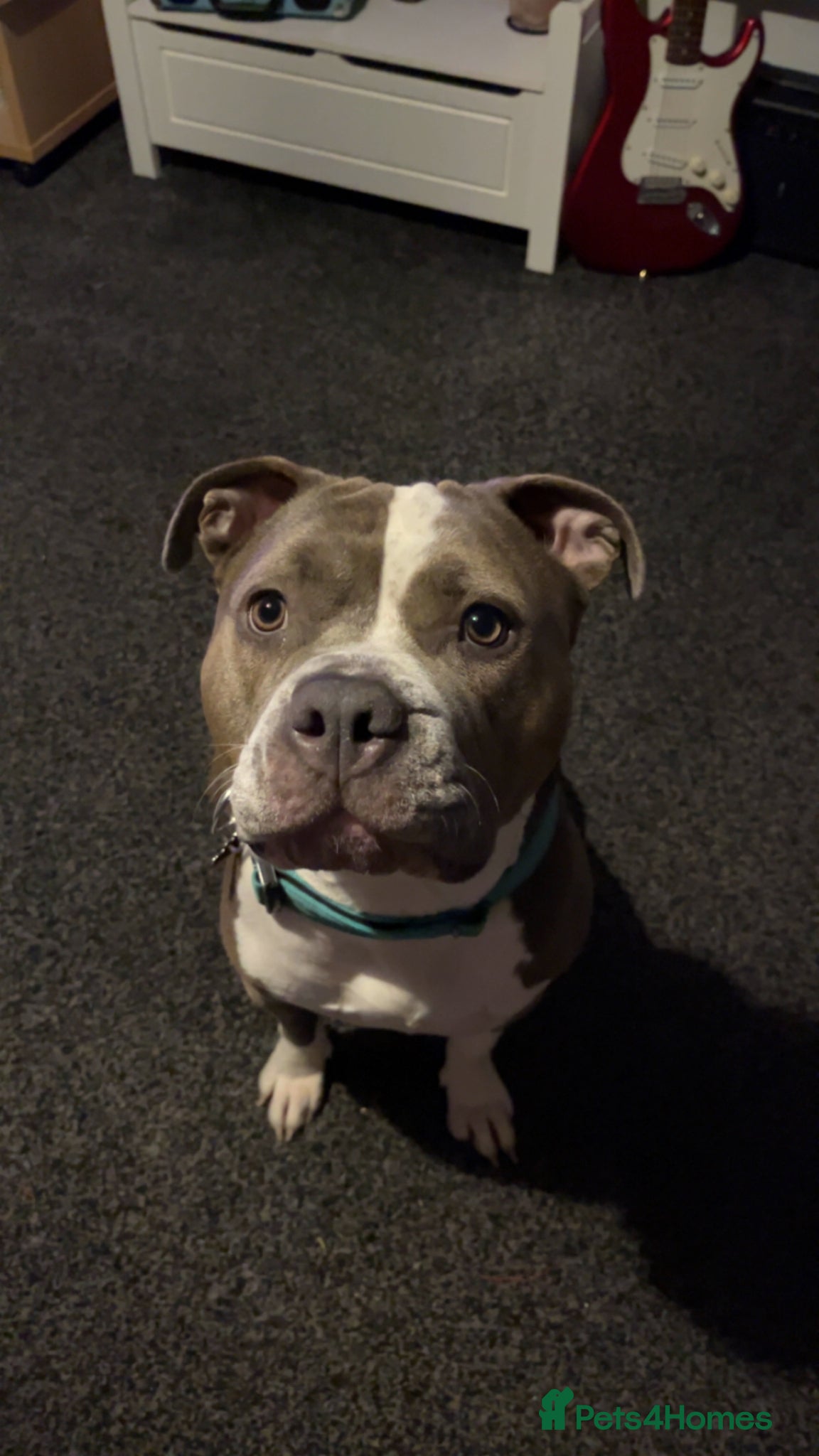 Mixed Breed dogs Female staffy cross  - Advert 1