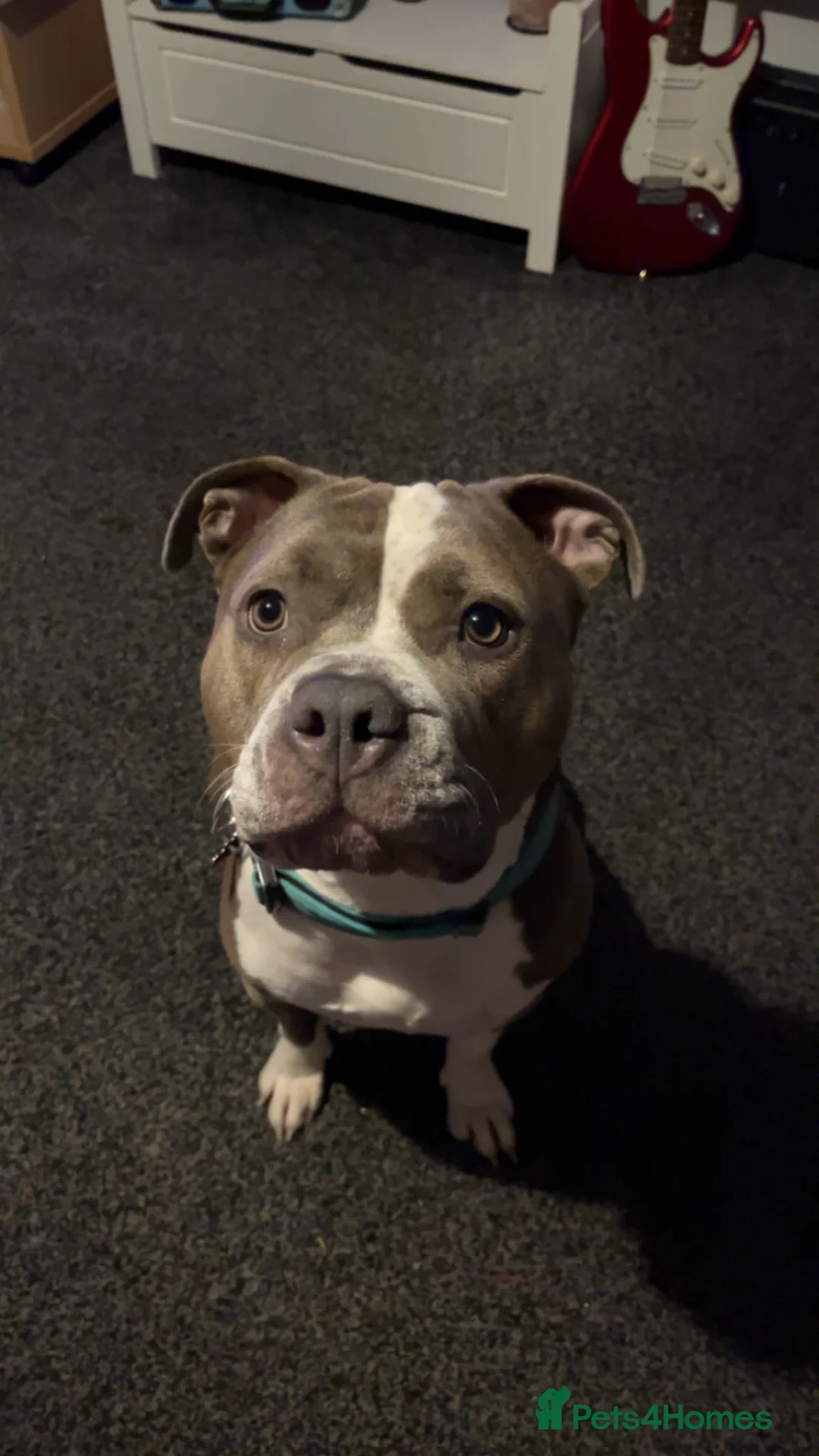 Mixed Breed dogs for sale: Female staffy cross  in Halifax - Advert 1