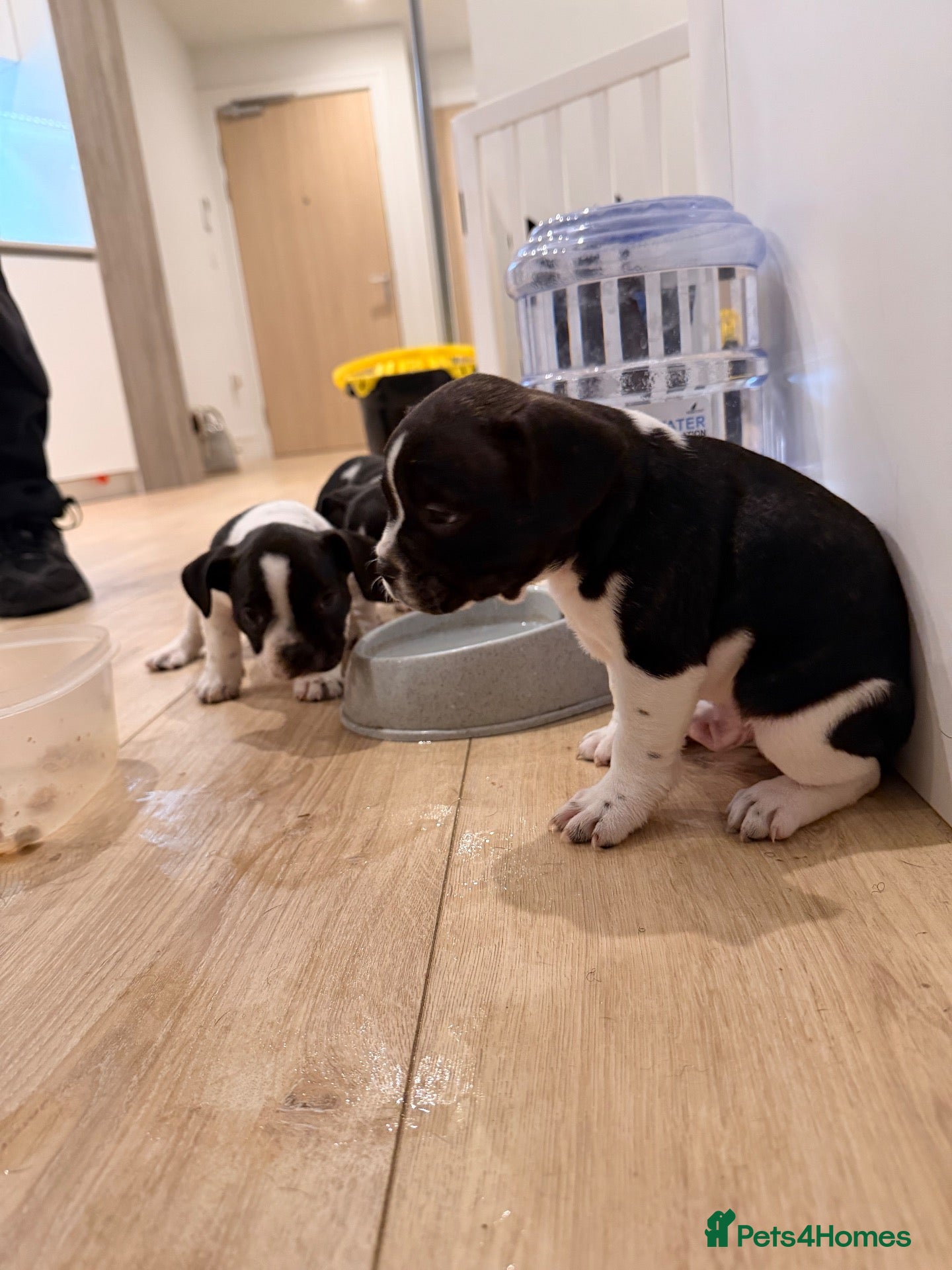 Mixed Breed dogs French bull dog litter  - Advert 20