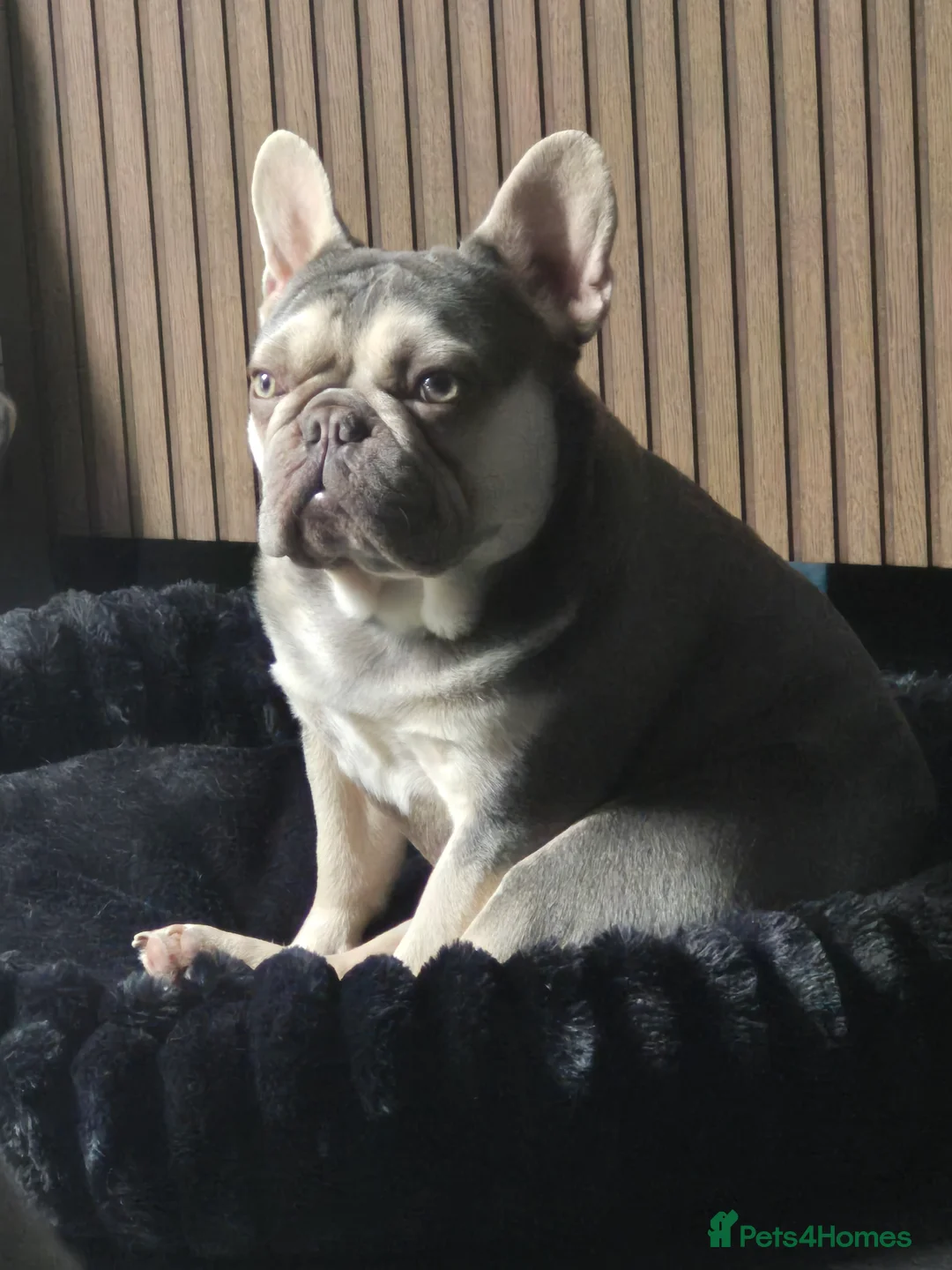 French Bulldog dogs for stud: Bert the French  - Advert 1