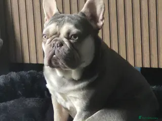 French Bulldog dogs Bert the French - Advert 1