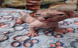 Sphynx cats for sale: Sphynx Kittens - Image 6