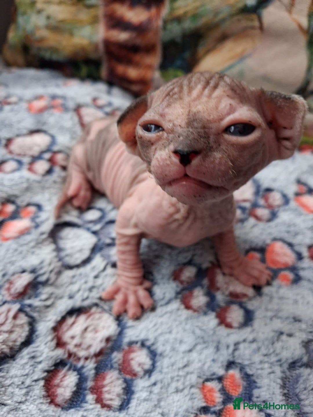 Sphynx cats for sale: Sphynx Kittens - Image 6