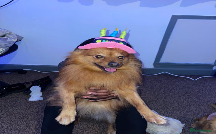 Pomeranian dogs - Advert 1