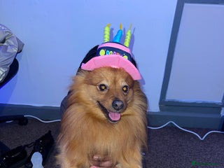 Pomeranian dogs - Advert 23